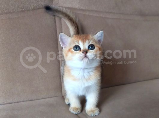 Mükemmel Kalite British Shorthair Yavrular görsel
