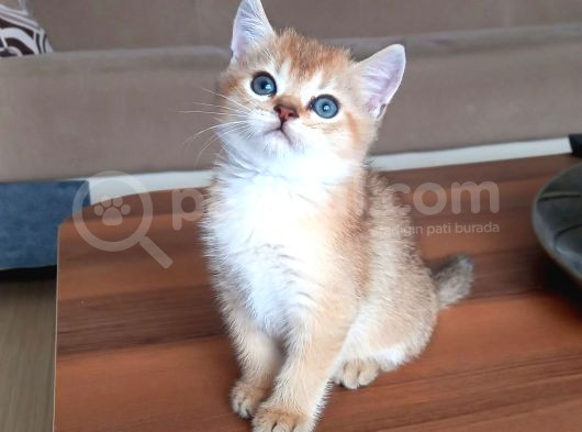 Mükemmel Kalite British Shorthair Yavrular