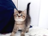 Mükemmel Kalite British Shorthair Yavrular