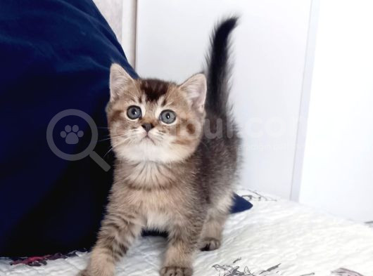 Mükemmel Kalite British Shorthair Yavrular görsel