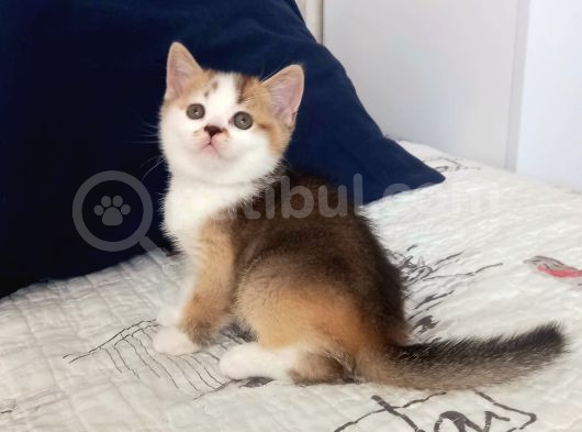 Mükemmel Kalite British Shorthair Yavrular görsel