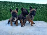 Özel K9 Köpeği Yavruları Belçika Kurdu