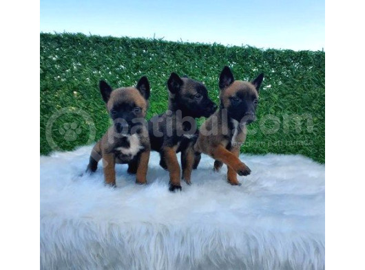 Özel K9 Köpeği Yavruları Belçika Kurdu