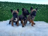 Özel K9 Köpeği Yavruları Belçika Kurdu