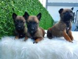 Özel K9 Köpeği Yavruları Belçika Kurdu