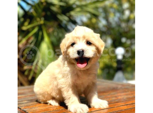 Çiftliğimizden Ufak Boy Maltipoo Yavrularımız görsel