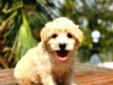 Çiftliğimizden Ufak Boy Maltipoo Yavrularımız