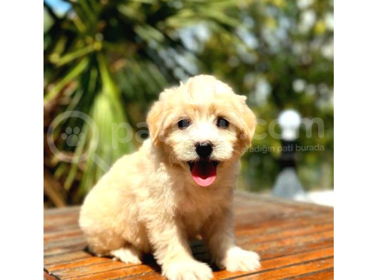 Çiftliğimizden Ufak Boy Maltipoo Yavrularımız görsel