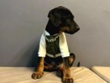 Estetiksiz Ve Estetikli A Kalite Doberman Yavrularımız