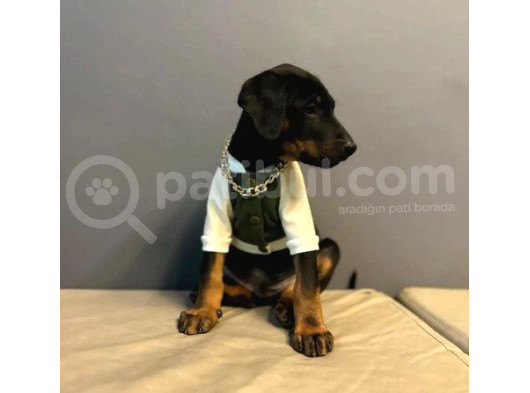 Estetiksiz Ve Estetikli A Kalite Doberman Yavrularımız görsel
