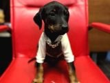 Estetiksiz ve Estetikli A Kalite Doberman Yavrularımız