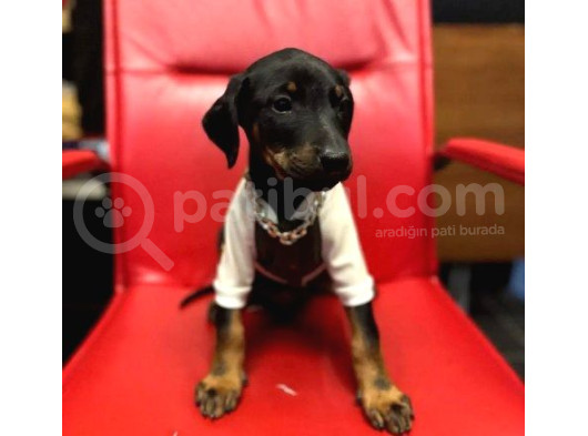 Estetiksiz Ve Estetikli A Kalite Doberman Yavrularımız