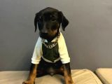 Estetiksiz Ve Estetikli A Kalite Doberman Yavrularımız