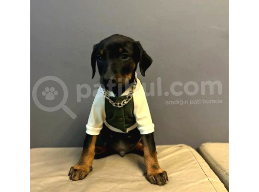 Estetiksiz Ve Estetikli A Kalite Doberman Yavrularımız görsel