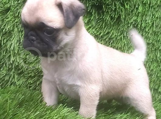 Pug Mops Muhteşem Güzeller