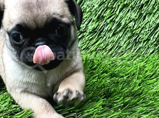 Pug Mops Muhteşem Güzeller görsel