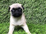 Pug Mops Muhteşem Güzeller