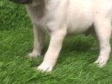 Pug Mops Muhteşem Güzeller
