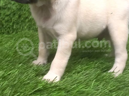 Pug Mops Muhteşem Güzeller görsel