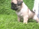 Pug Mops Muhteşem Güzeller