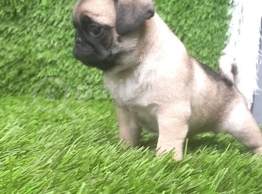 Pug Mops Muhteşem Güzeller görsel