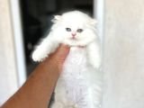 Ayi Surat Sevecen Bri̇ti̇sh Longhai̇r Yavrumuz