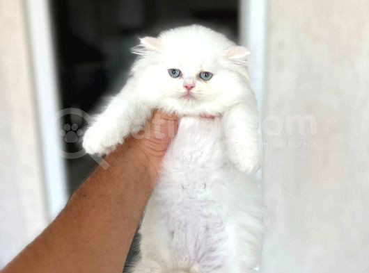 Ayi Surat Sevecen Bri̇ti̇sh Longhai̇r Yavrumuz görsel