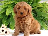 Mini boy puppy kıpkırmızı Red TOOY POODLE 