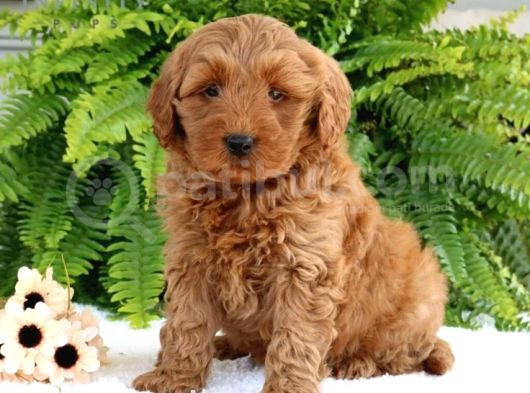 Mini Boy Puppy Kıpkırmızı Red Tooy Poodle 