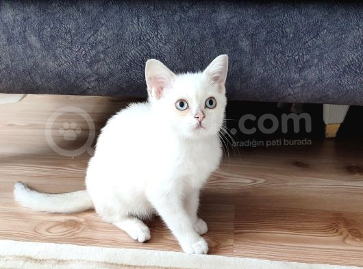 Kaçirilmi̇cak Bi̇r Ponçi̇k