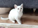 Kaçirilmi̇cak Bi̇r Ponçi̇k