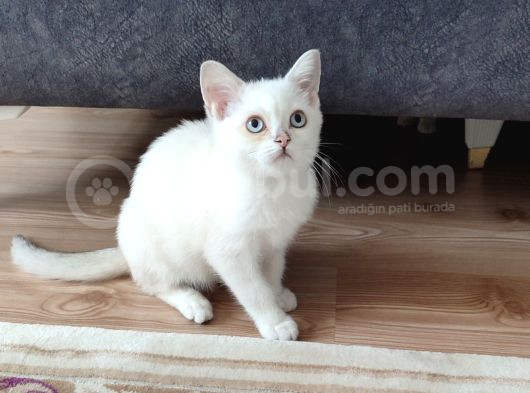 Kaçirilmi̇cak Bi̇r Ponçi̇k görsel