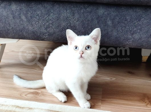Kaçirilmi̇cak Bi̇r Ponçi̇k görsel