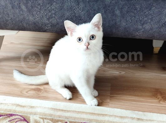 Kaçirilmi̇cak Bi̇r Ponçi̇k görsel