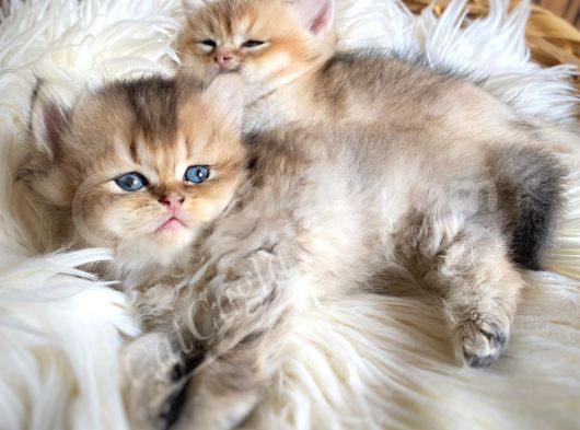 Golden British Longhair Yavru
