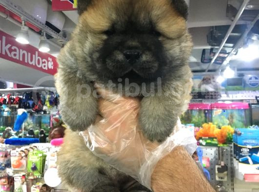 Safkan Chow Chow Yavrulari