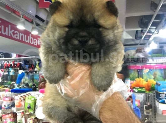 Safkan Chow Chow Yavrulari görsel