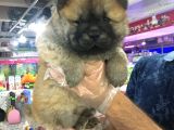 Safkan Chow Chow Yavrulari