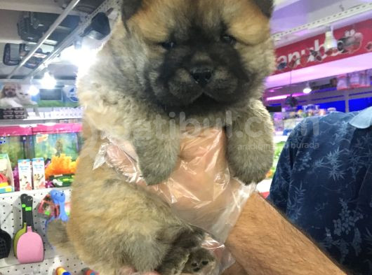 Safkan Chow Chow Yavrulari görsel