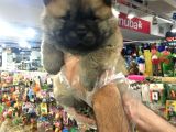 Safkan Chow Chow Yavrulari