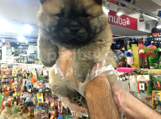Safkan Chow Chow Yavrulari görsel