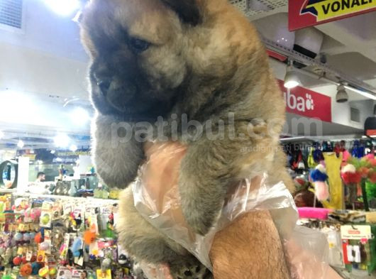 Safkan Chow Chow Yavrulari görsel