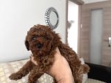 Gerçek Toy Poodle