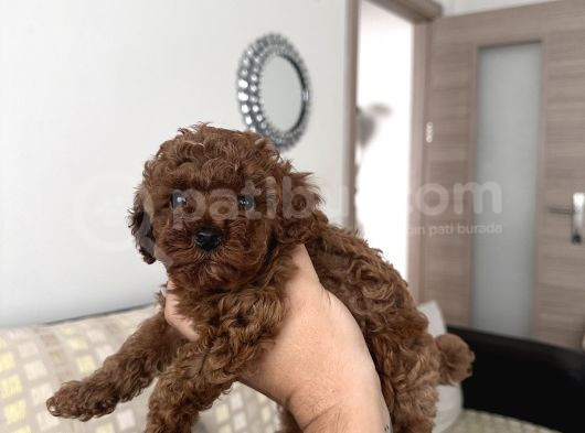 Gerçek Toy Poodle görsel