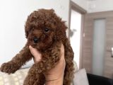 Gerçek Toy Poodle
