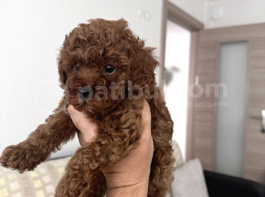 Gerçek Toy Poodle görsel