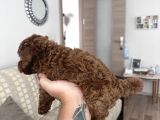 Gerçek Toy Poodle