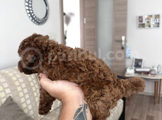 Gerçek Toy Poodle görsel