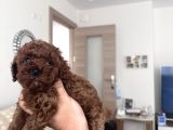 Gerçek toy poodle