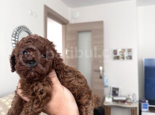 Gerçek Toy Poodle